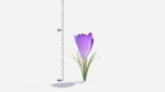Crocus Flower