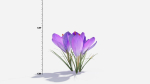 Crocus Flower