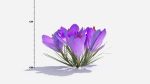 Crocus Flower