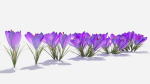 Crocus Flower