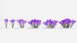 Crocus Flower