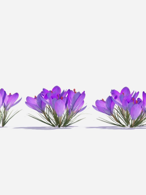 Crocus Flower