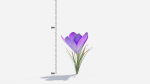 Crocus Flower
