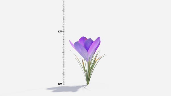 Crocus Flower