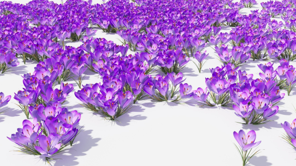 Crocus Flower