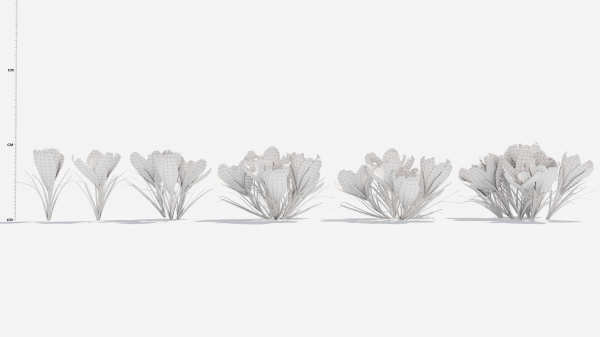 Crocus Flower
