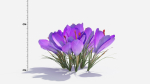 Crocus Flower