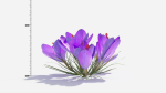 Crocus Flower