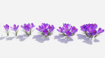Crocus Flower