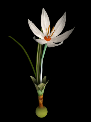 crocus-thracicus-3d-model-animated-rigged-max