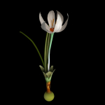 Crocus Thracicus
