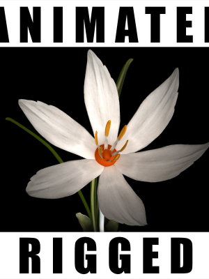 Crocus Thracicus