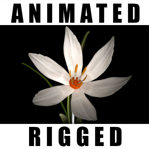 Crocus Thracicus