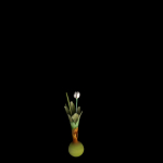 Crocus Thracicus