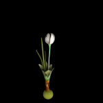 Crocus Thracicus