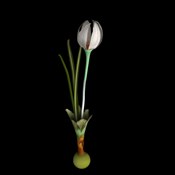 Crocus Thracicus