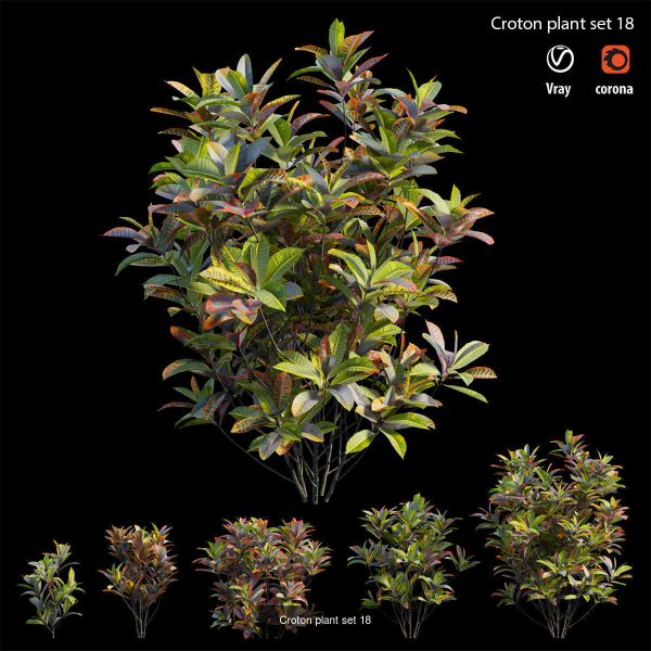 Croton plant