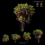 Croton plant