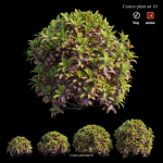 Croton plant