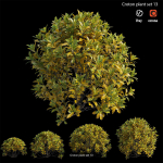Croton plant