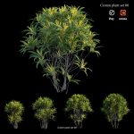 Croton plant