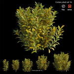 Croton plant
