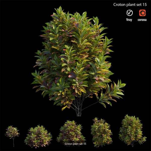 Croton plant