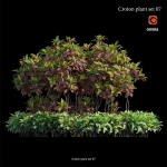 Croton plant