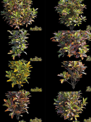 Croton plant