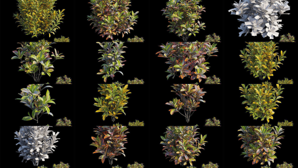 Croton plant