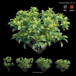 Croton plant