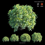 Croton plant