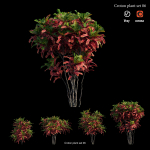 Croton plant