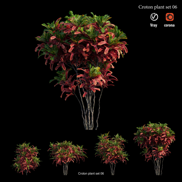 Croton plant