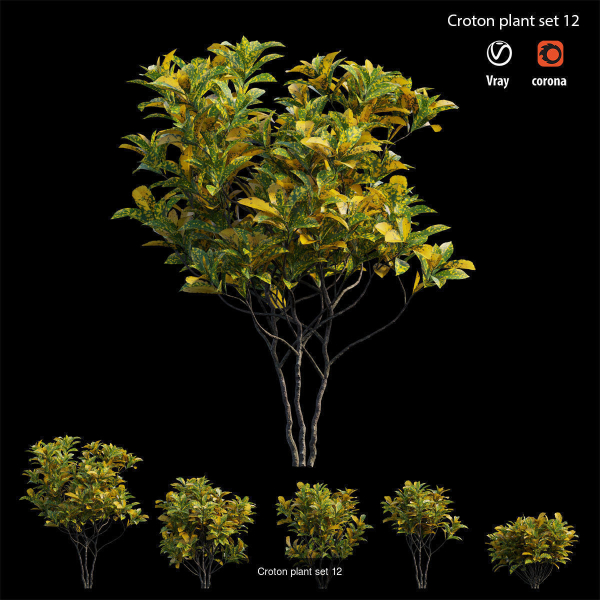 Croton plant