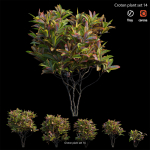 Croton plant