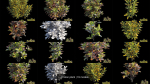 Croton plant