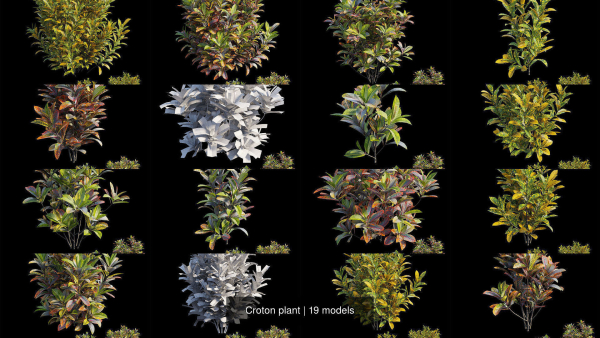 Croton plant