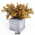 Croton plant