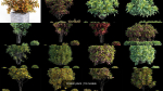 Croton plant