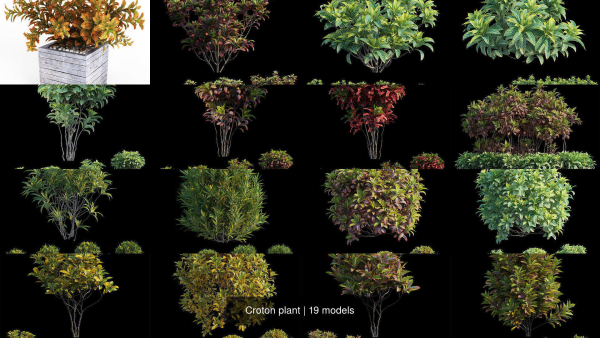 Croton plant