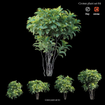 Croton plant