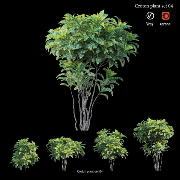Croton plant