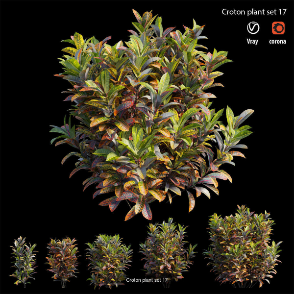 Croton plant