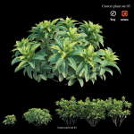 Croton plant