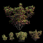 Croton plant