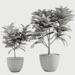 Croton plants - 01