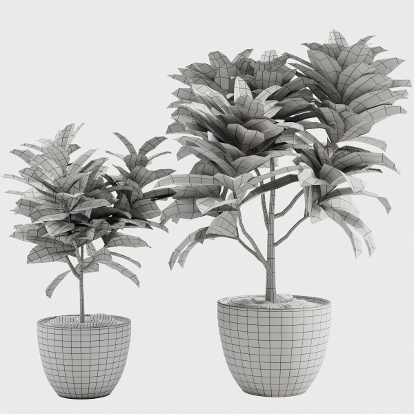 Croton plants - 01
