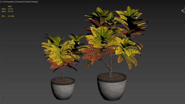 Croton plants - 01