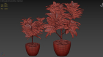 Croton plants - 01